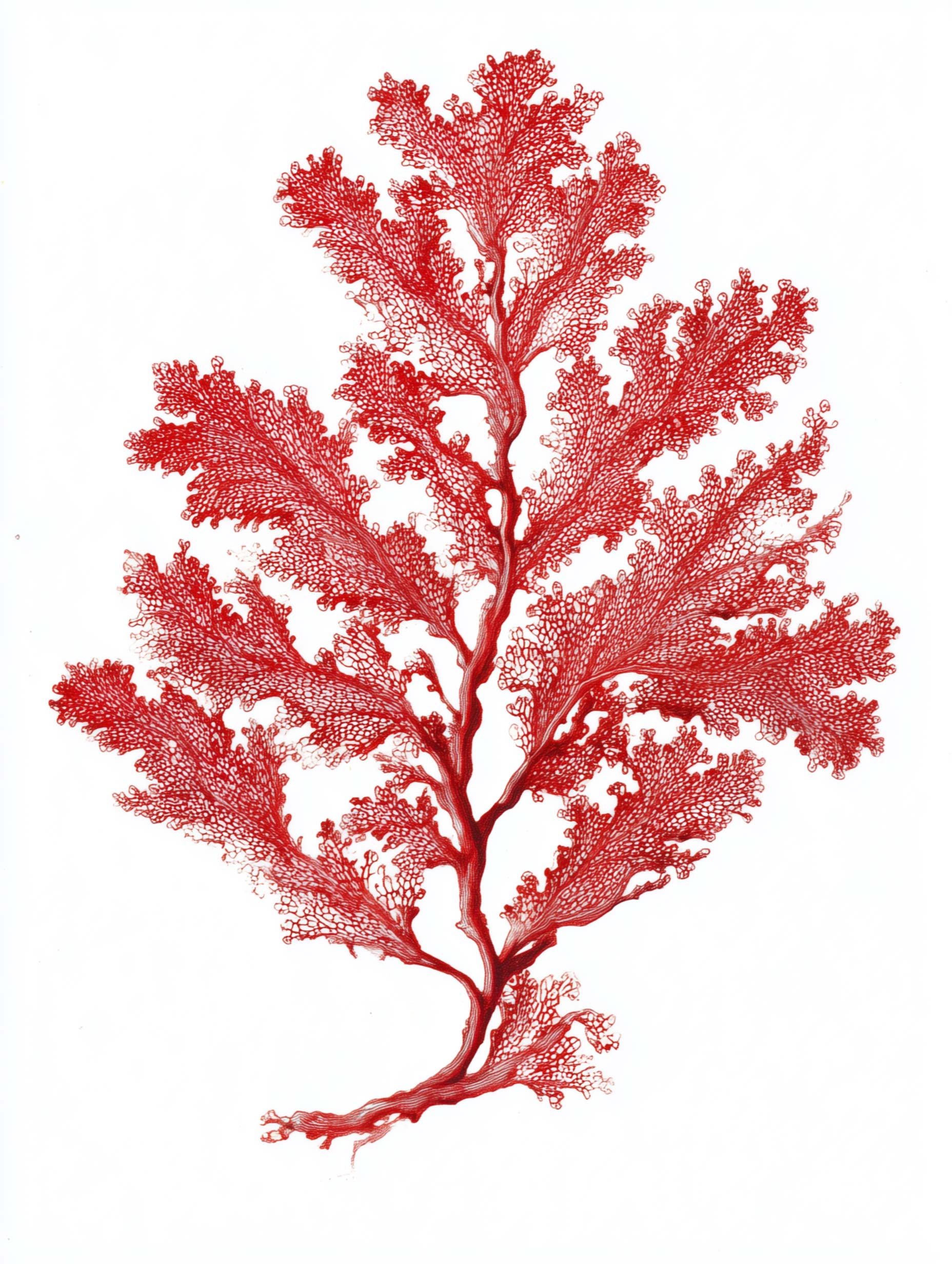 Coral wall art hung in a coastal Australian bathroom