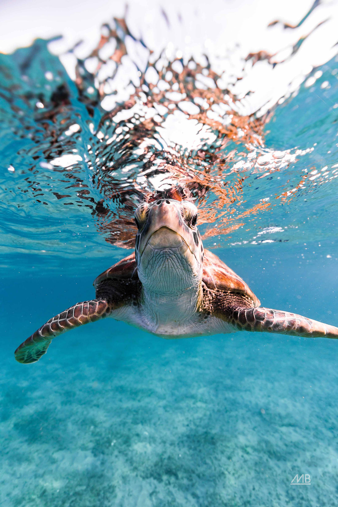 Sea turtle wall art in an Australian kids' coastal bedroom