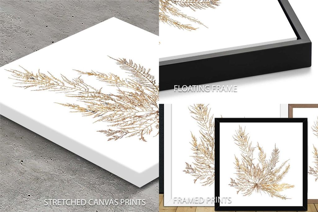 Pacific Sea Mosses XII White