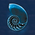 Cyanotype Sea II by Sue Schlabach