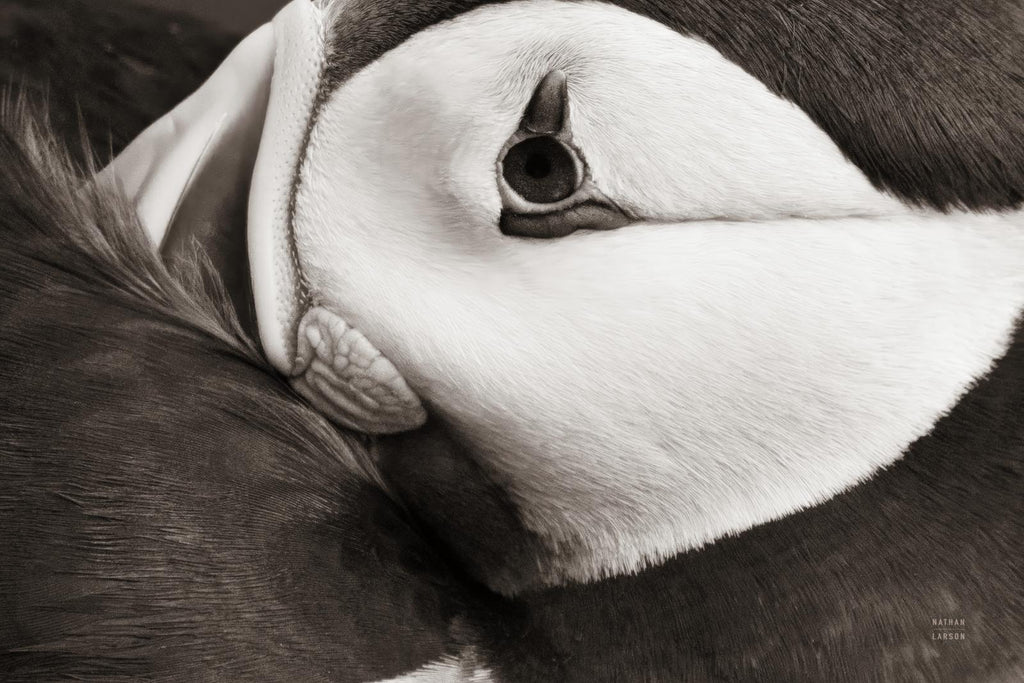 Atlantic Puffin Tucked BW