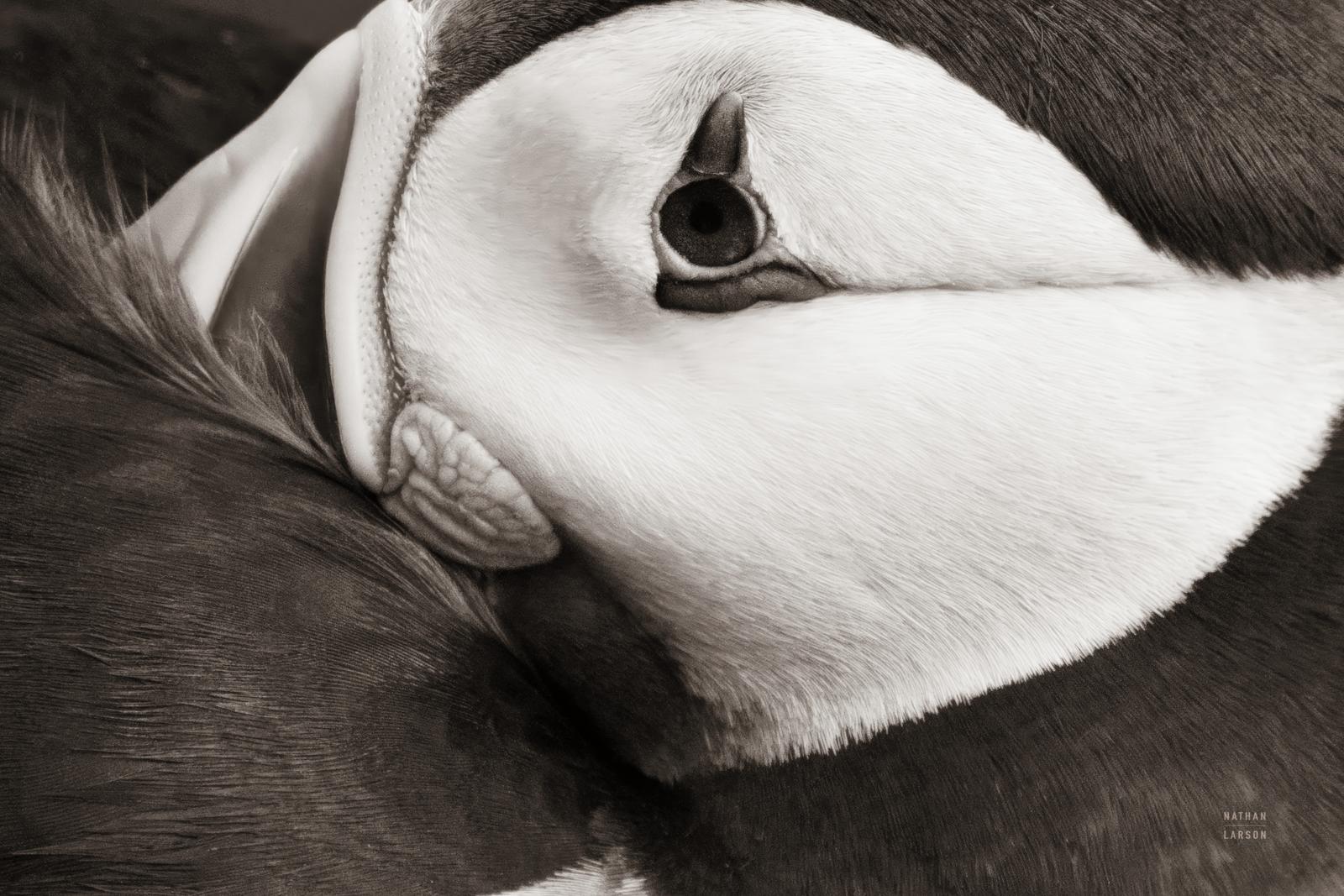 Atlantic Puffin Tucked BW