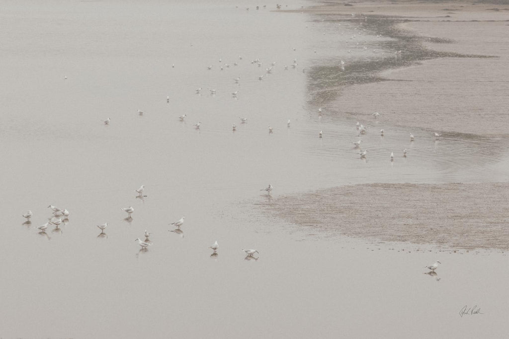 Birds in the Mist