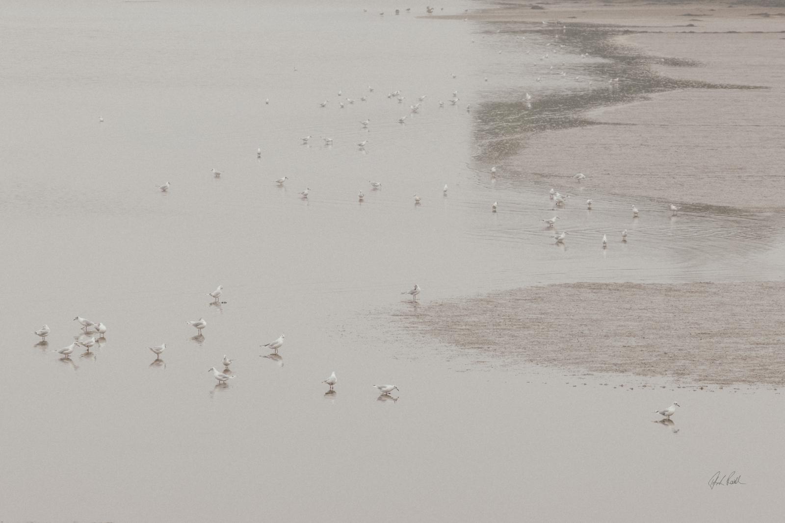 Birds in the Mist