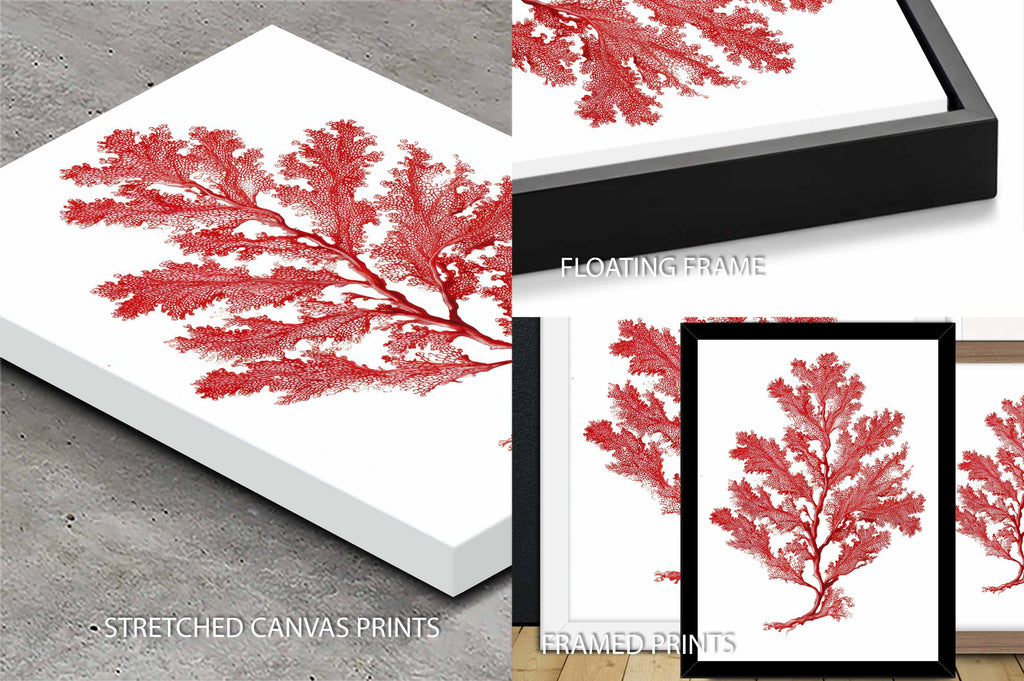 Botanical Red Coral I
