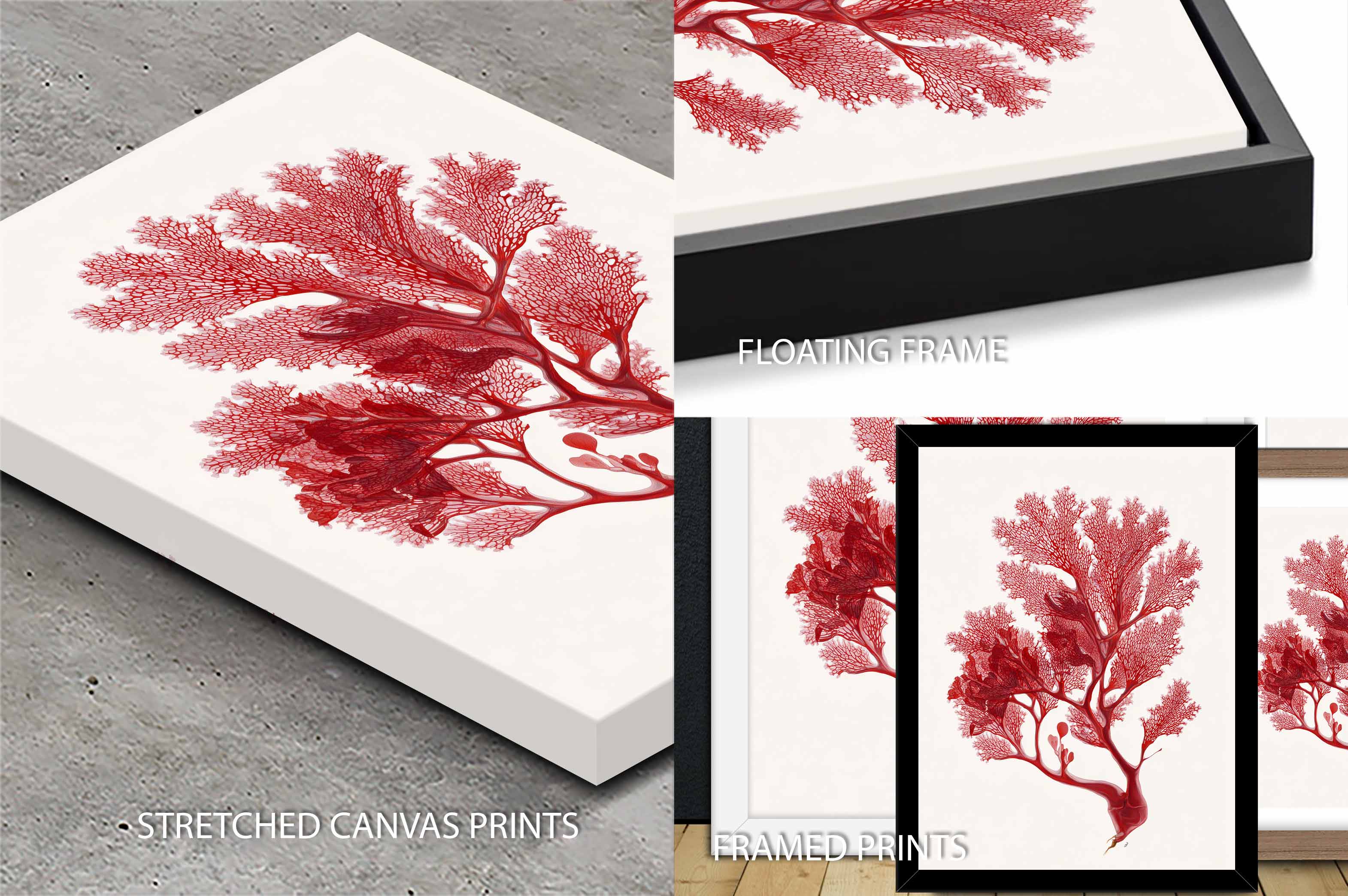 Botanical Red Coral II