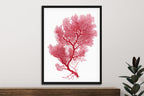 Botanical Red Coral III