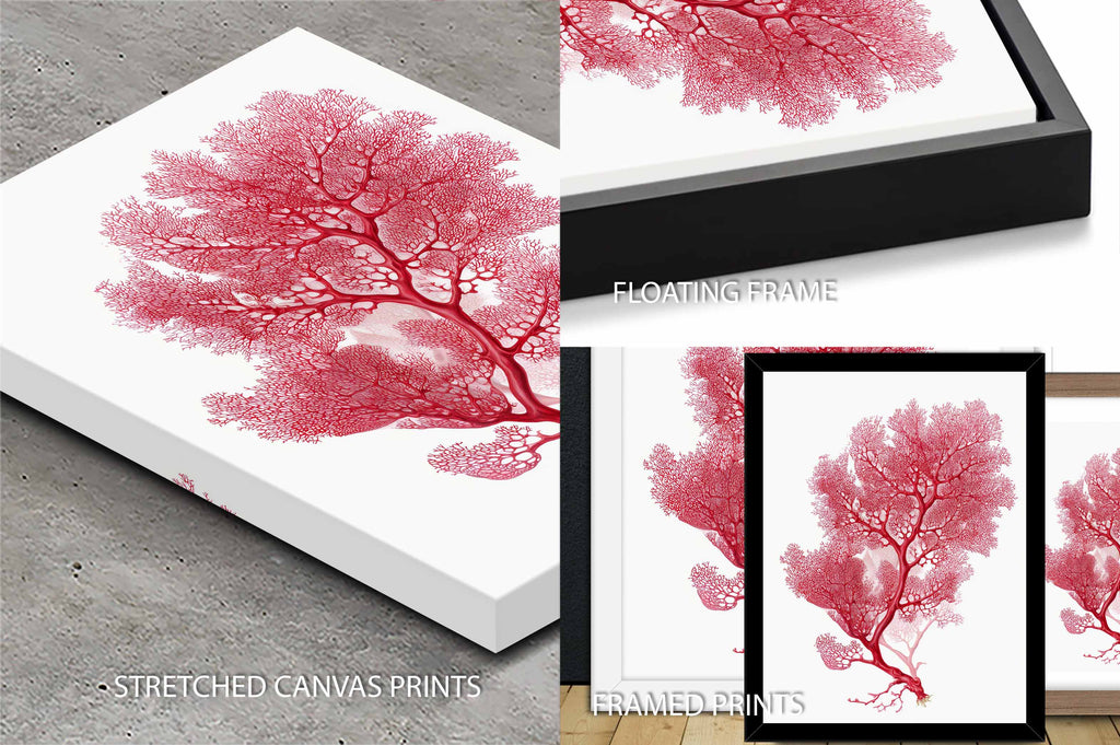 Botanical Red Coral III