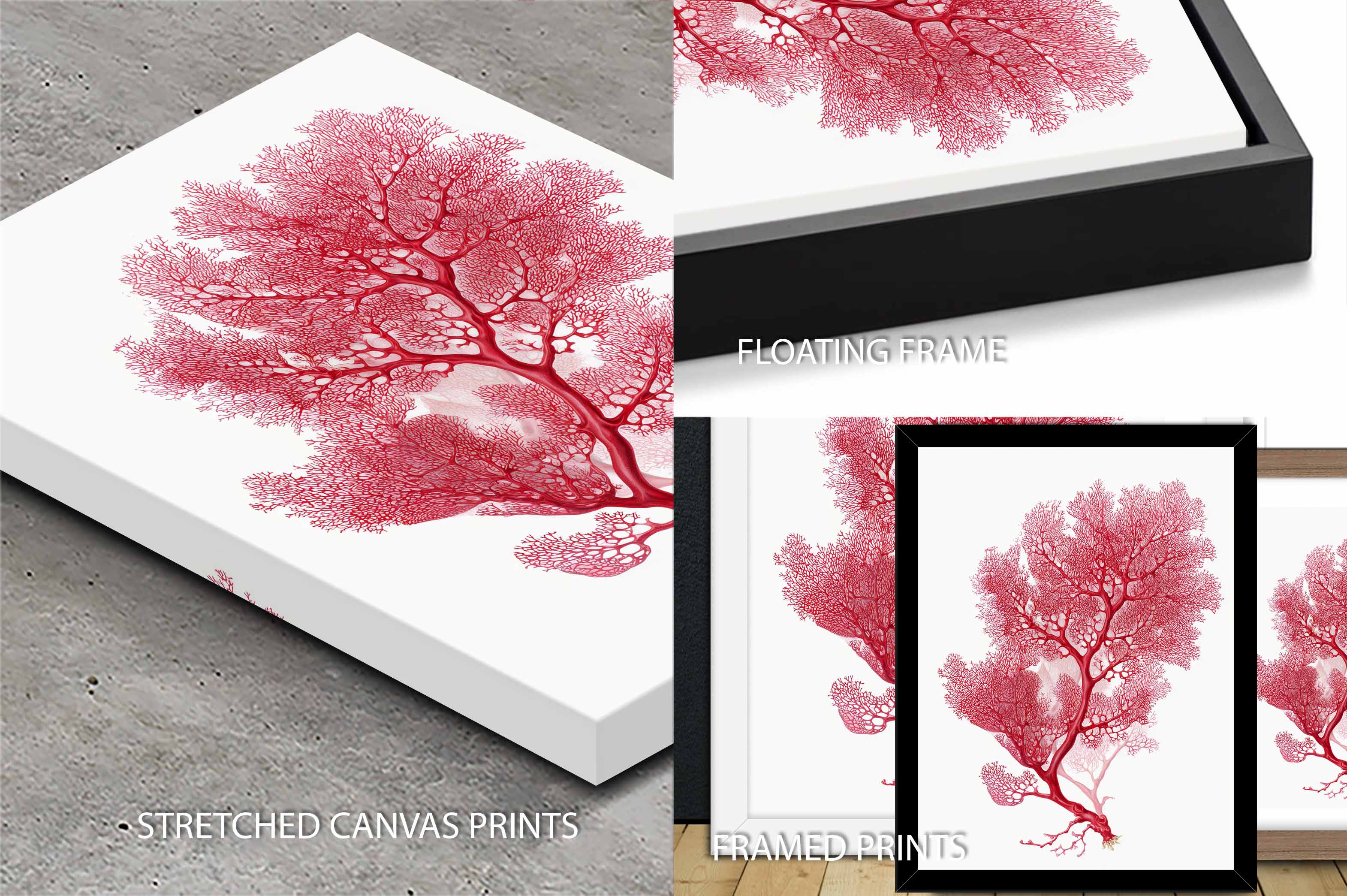 Botanical Red Coral III