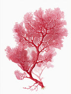 Botanical Red Coral III