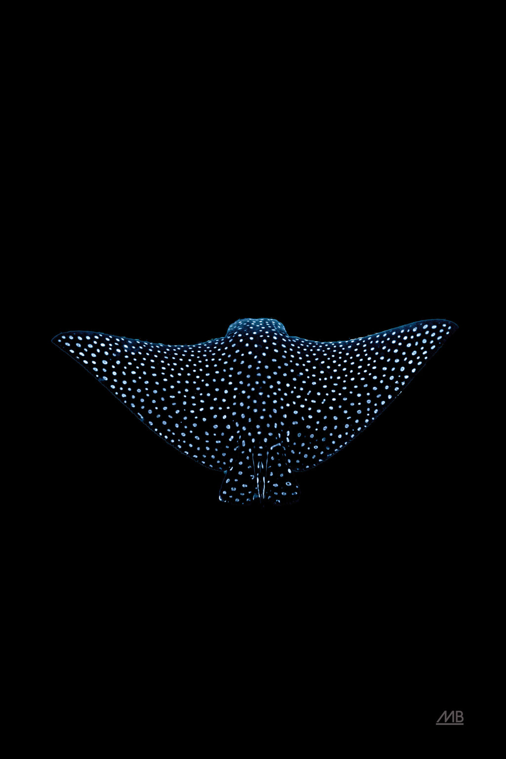 Eagle Ray Dark