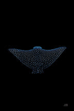 Eagle Ray Dark