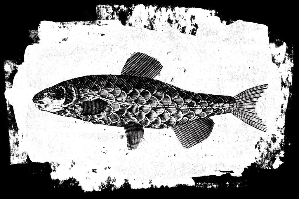 Fish II
