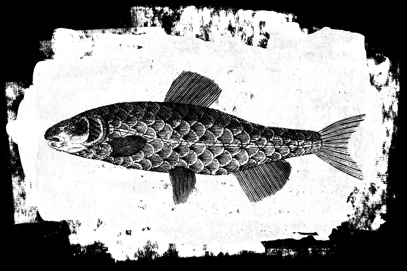 Fish II