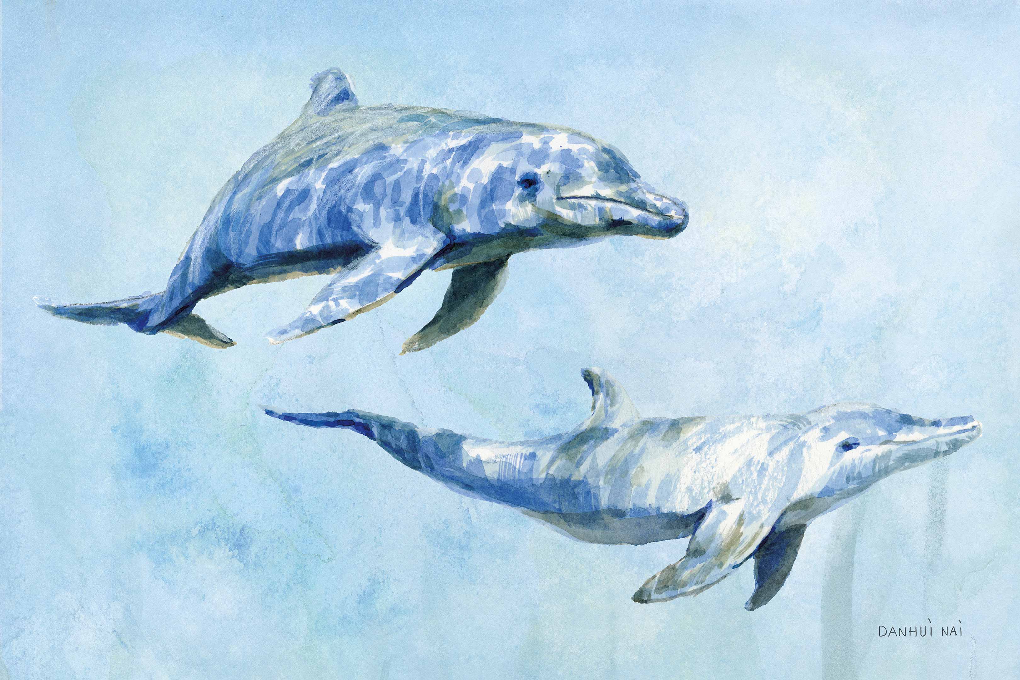 Graceful Dolphins I