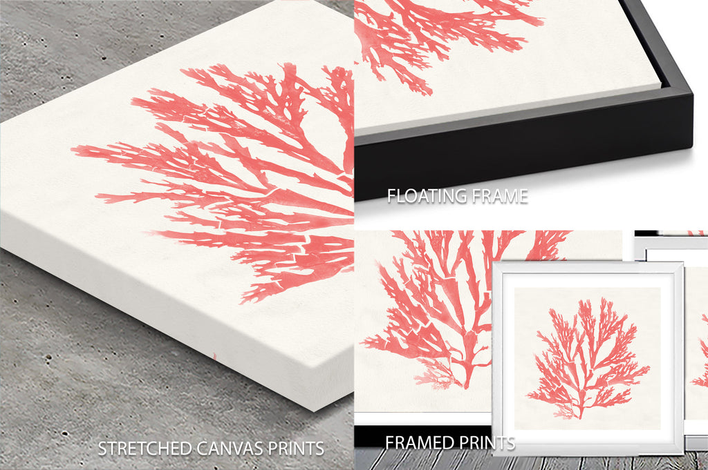 Pacific Sea Mosses I Coral