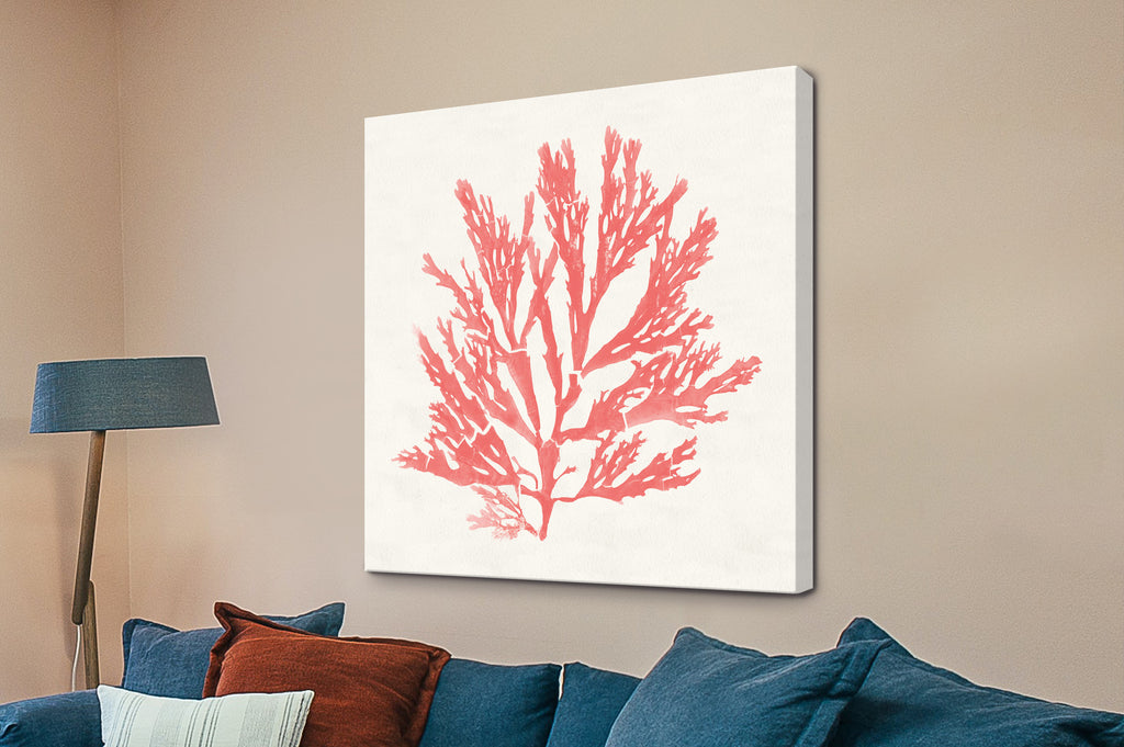 Pacific Sea Mosses I Coral