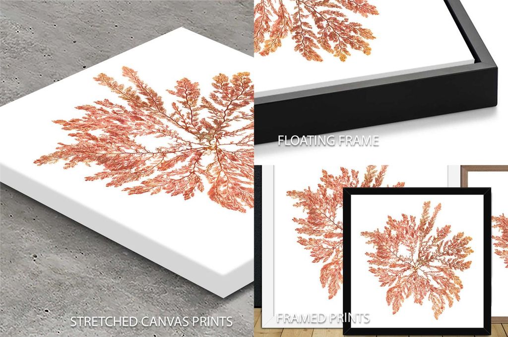 Pacific Sea Mosses IV White