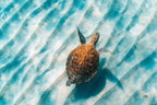 Sandbar Sea Turtle II