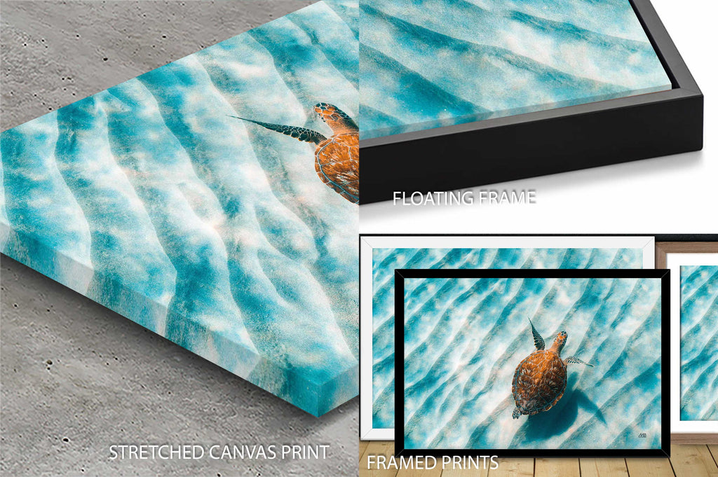 Sandbar Sea Turtle II