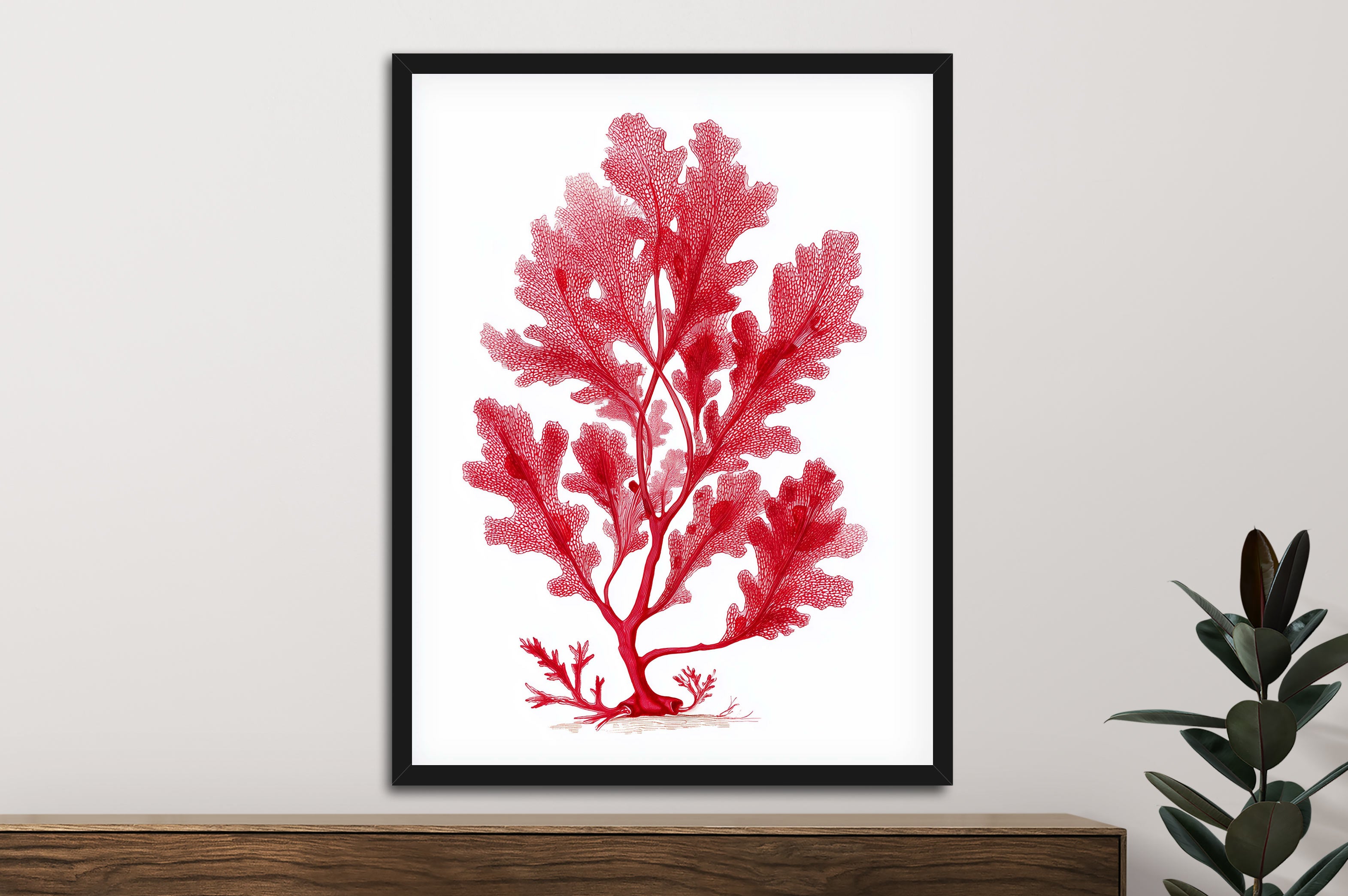Sea Oak Botanical Red Coral