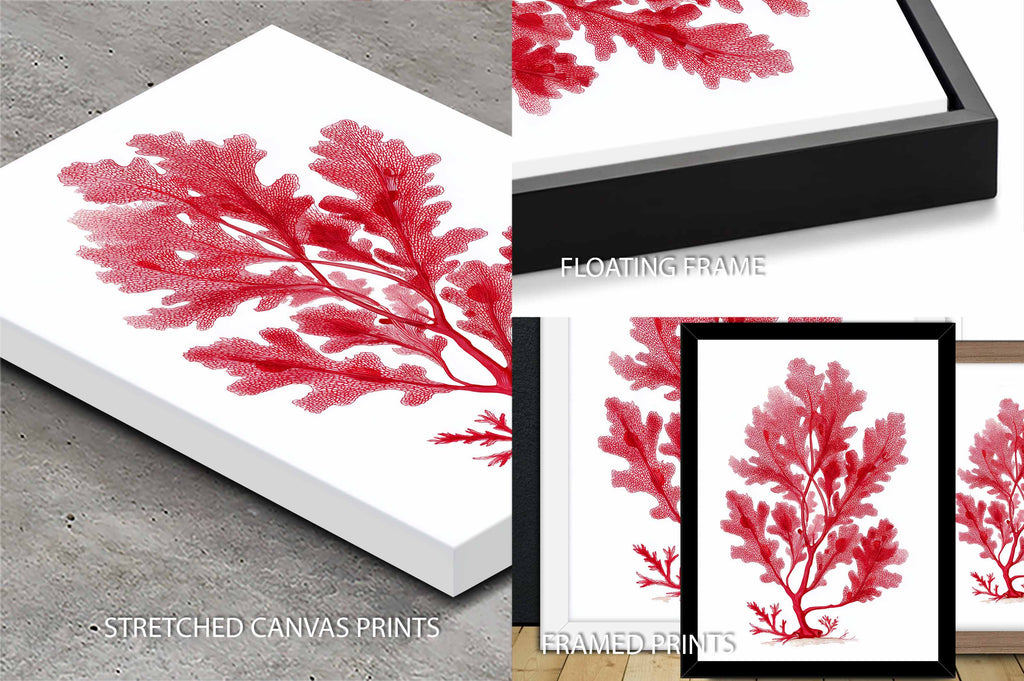 Sea Oak Botanical Red Coral