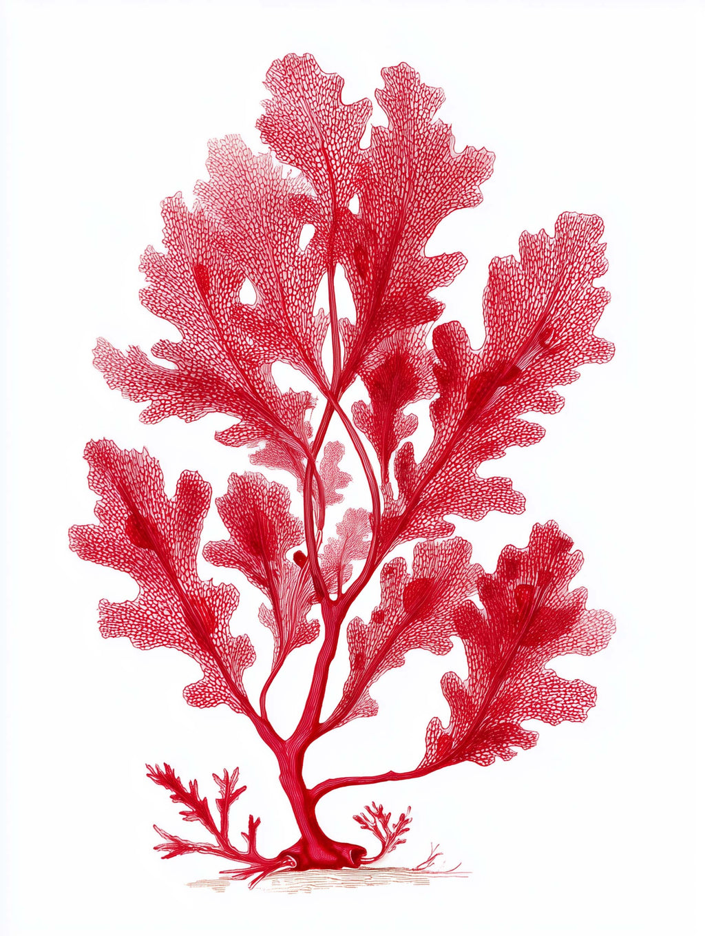 Sea Oak Botanical Red Coral