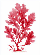 Sea Oak Botanical Red Coral