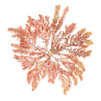 Pacific Sea Mosses IV White