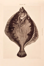 The Flounder