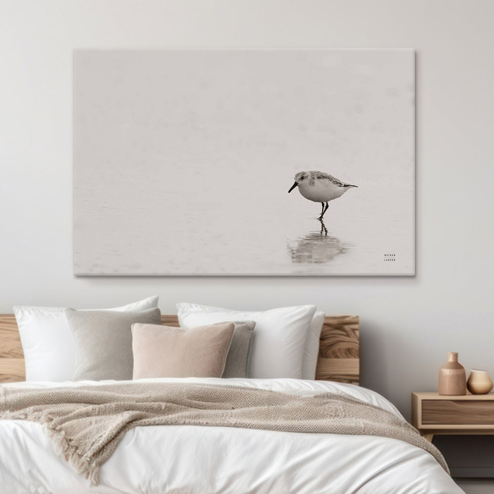 Tybee Island Sanderling