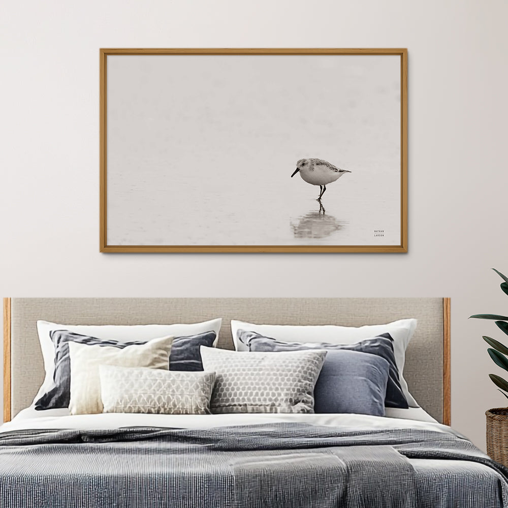 Tybee Island Sanderling