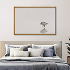 Tybee Island Sanderling