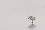 Tybee Island Sanderling