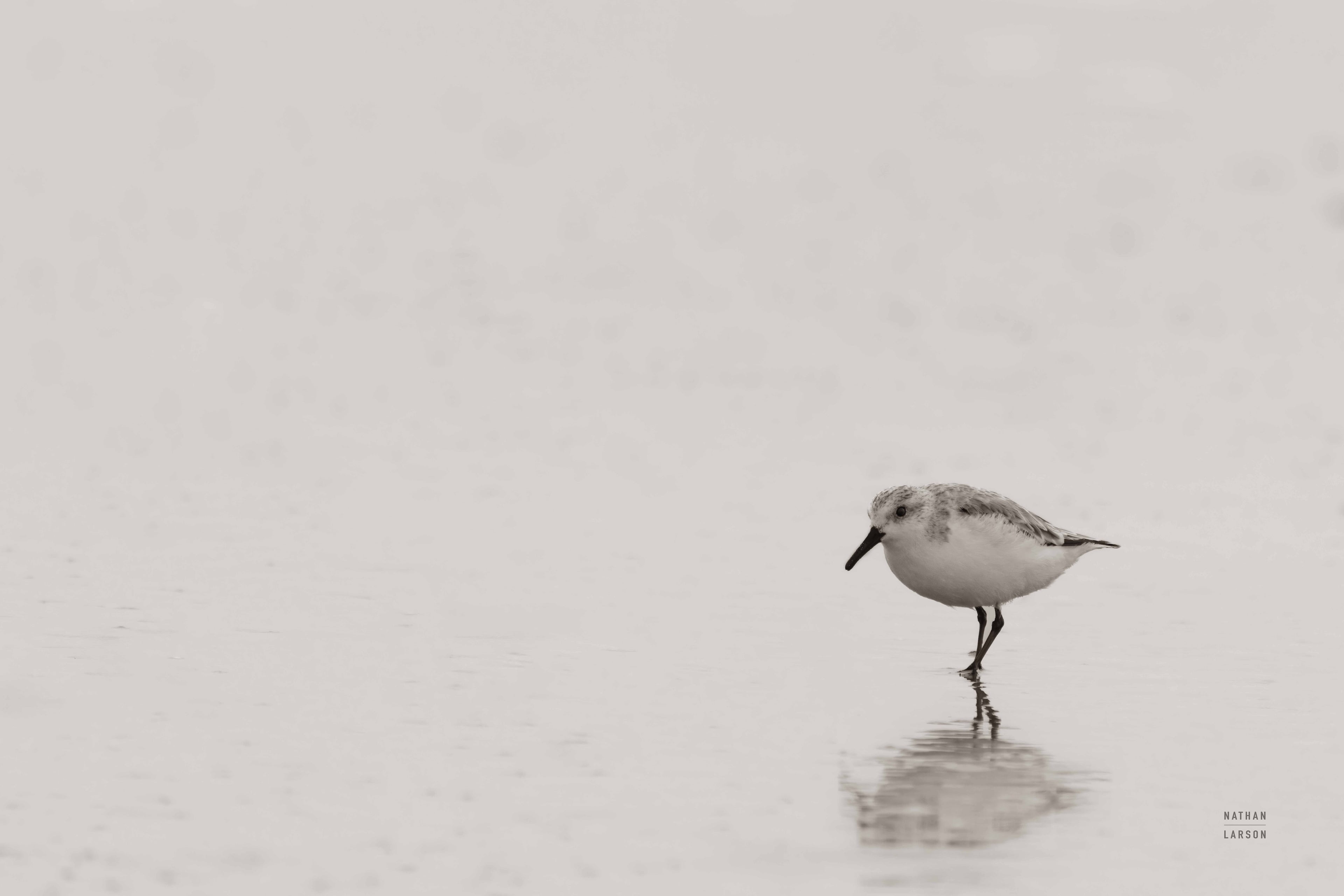 Tybee Island Sanderling