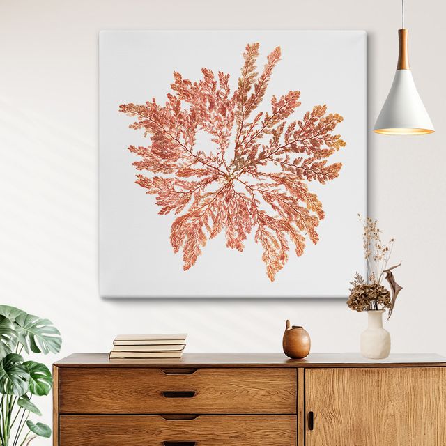 Pacific Sea Mosses IV White