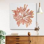 Pacific Sea Mosses IV White