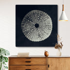 Urchin Still Life I