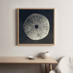 Urchin Still Life I