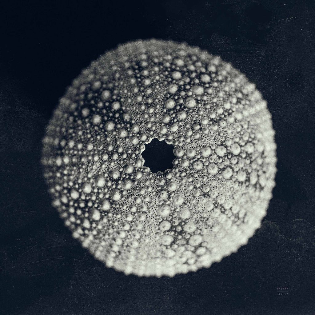 Urchin Still Life I