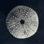 Urchin Still Life I