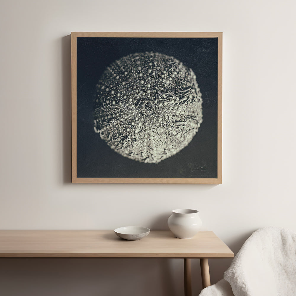 Urchin Still Life II
