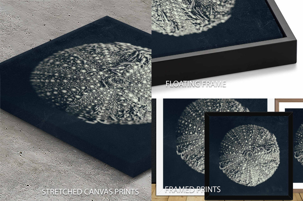 Urchin Still Life II