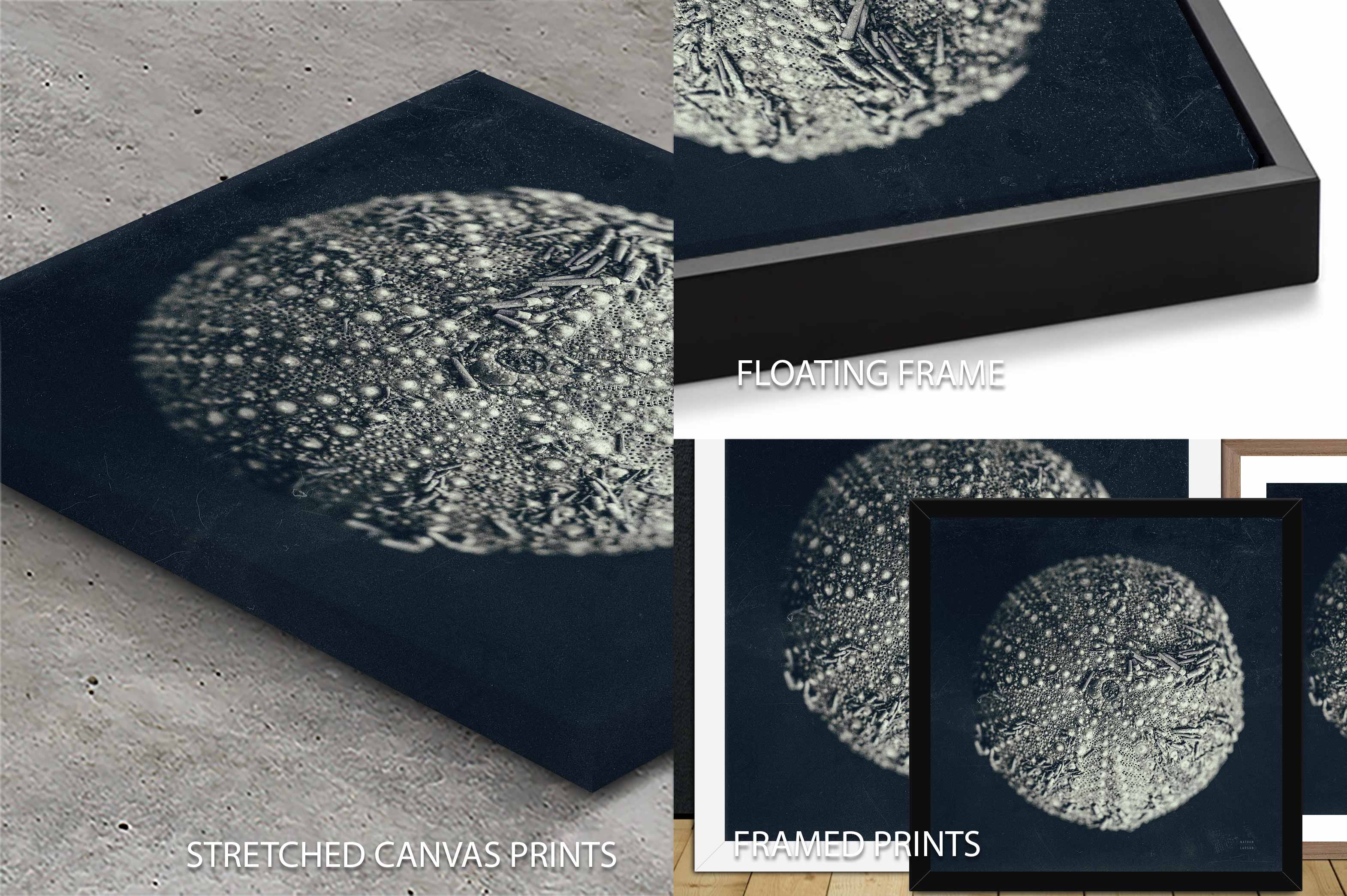 Urchin Still Life II