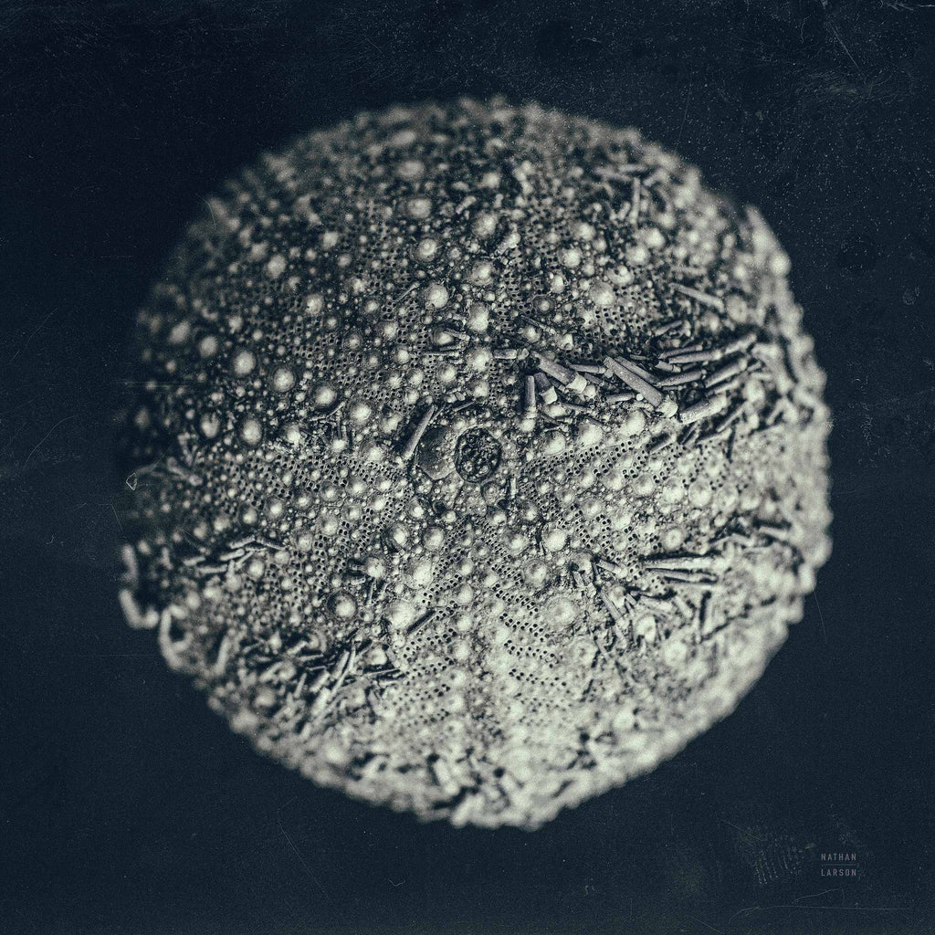 Urchin Still Life II