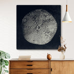 Urchin Still Life III