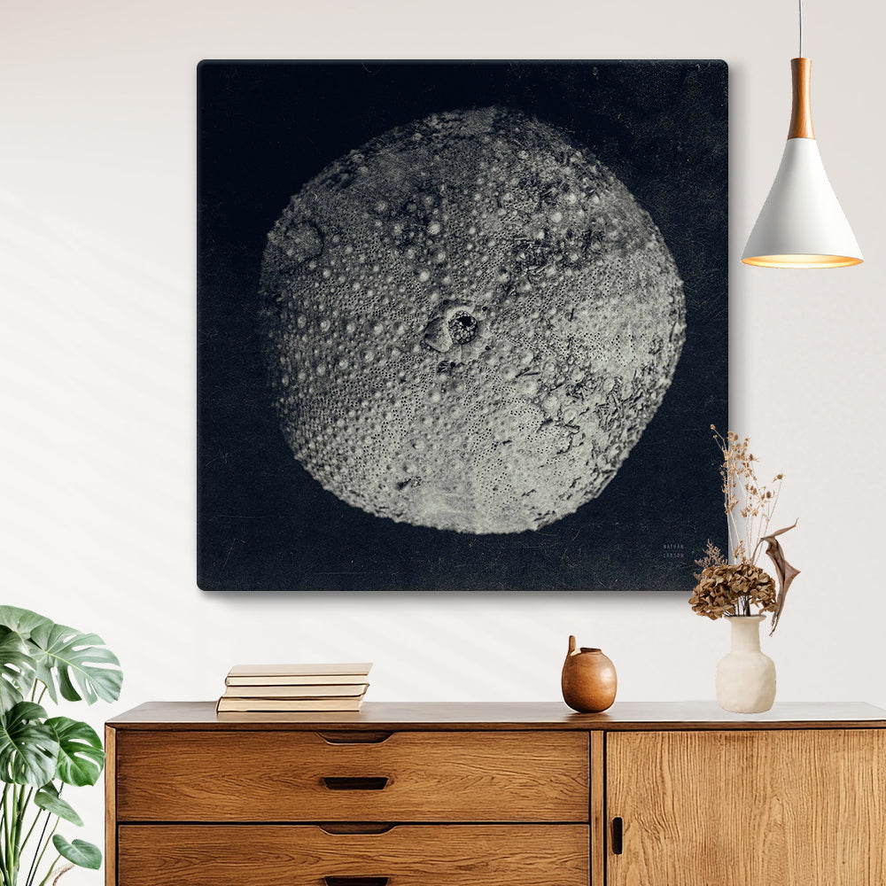 Urchin Still Life III