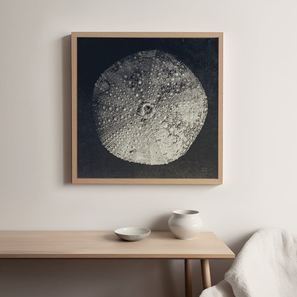 Urchin Still Life III