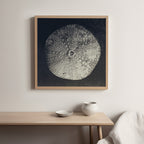 Urchin Still Life III