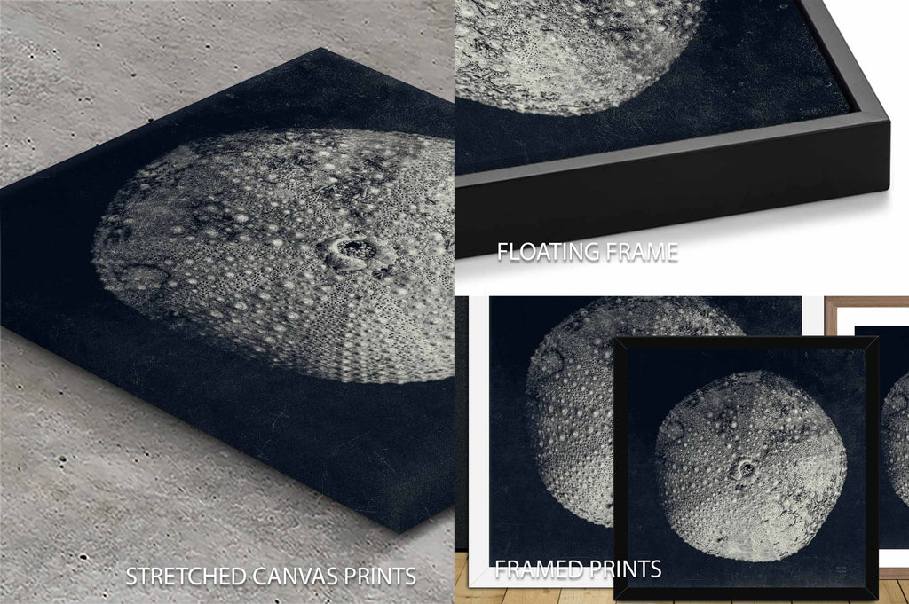 Urchin Still Life III